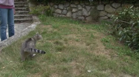 Moose Stock Footage 7746831