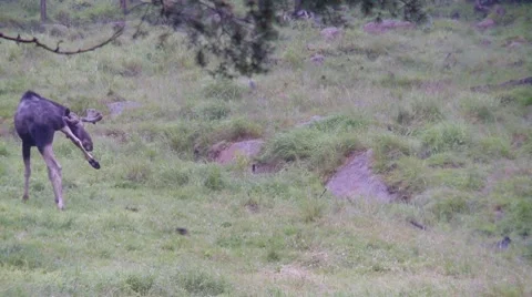 Moose Stock Footage 8517522