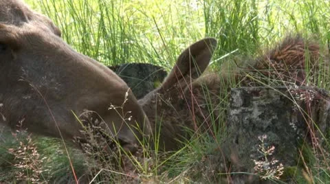 Moose Stock Footage 9446166