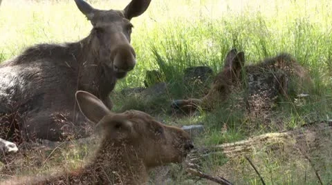 Moose Vídeos de archivo 9446805