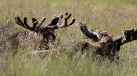 Moose Stock Footage 11308919