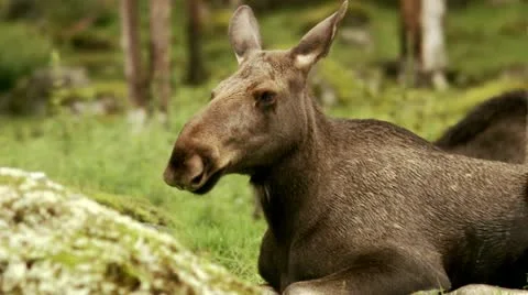 A moose Stock-Footage 11314685