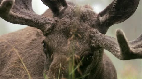 A moose Stock Footage 11314782