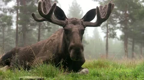 A moose Video stock 11314808