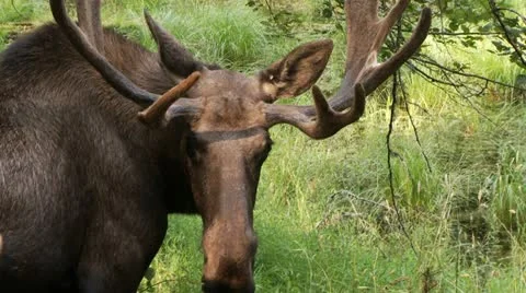 Moose Stock Footage