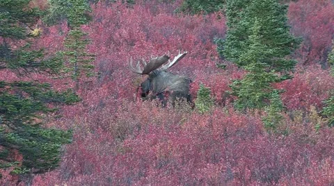 Moose Stock Footage 12726271
