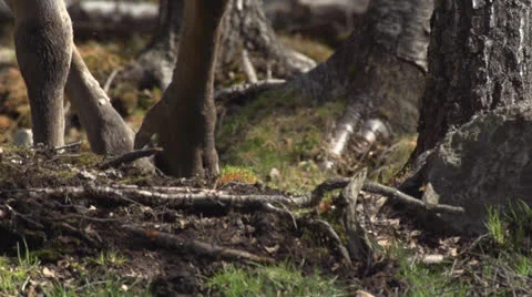 Moose Vídeos de archivo 24286804