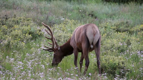 Moose Stock Footage 32356777