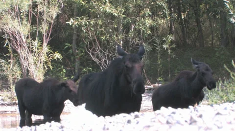 Moose 動画素材 32584547