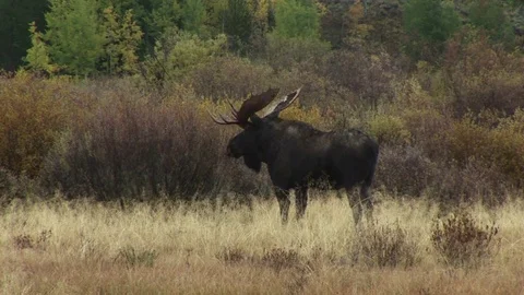 A moose Stock Footage 72571639