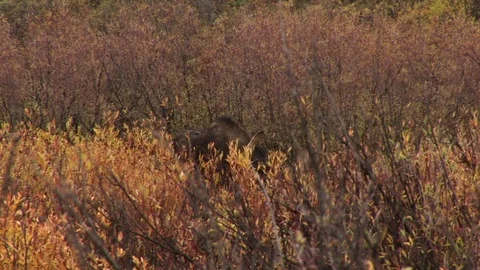 Moose Stock Footage 72572059