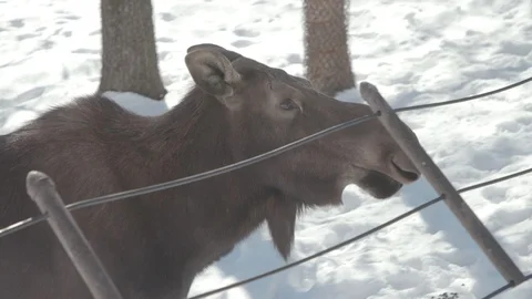 Moose Stock Footage 86660588