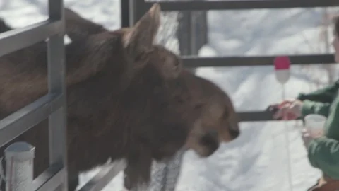 Moose Stock Footage 86660595