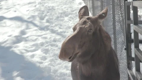 Moose Stock Footage 86660641