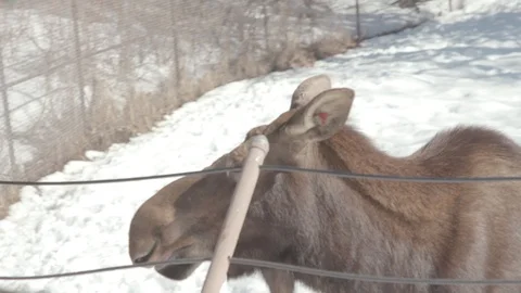 Moose Stock Footage 86660669