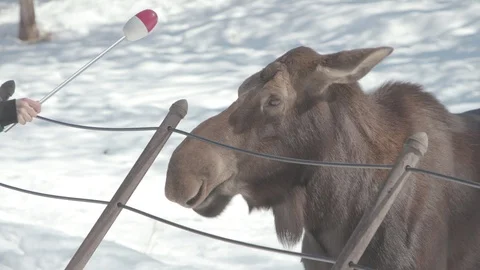 Moose Stock Footage 86660701