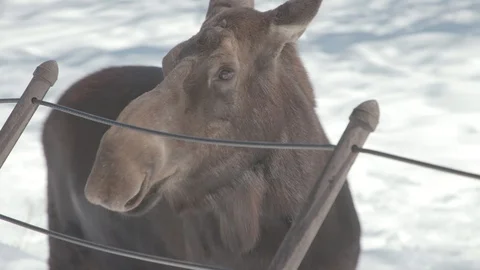 Moose Stock Footage 86660754
