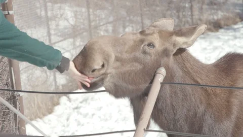 Moose Stock Footage 86660766