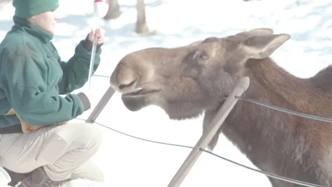 Moose Stock Footage 86660767