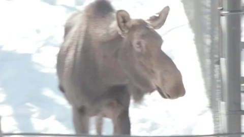 Moose Stock Footage 86660821