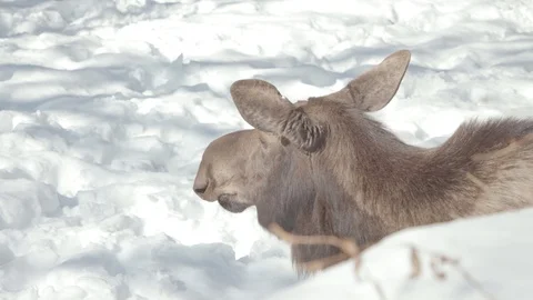 Moose Stock Footage 86660935