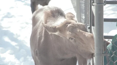 Moose Stock Footage 86660937