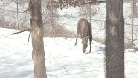 Moose Stock Footage 86661008
