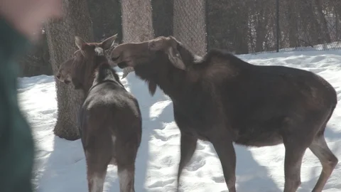 Moose Stock Footage 86664694