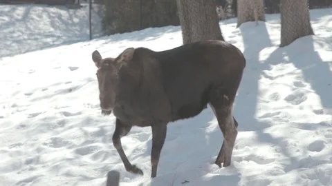 Moose Stock Footage 86664731