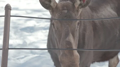 Moose Stock Footage 86664834