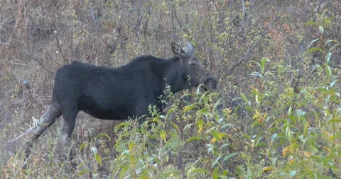 Moose Stock Footage 141260577