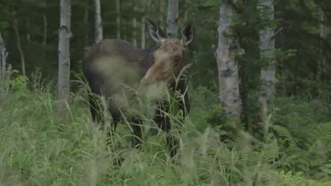 Moose Video stock 144839224