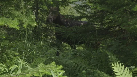 Moose Stock Footage 144839229