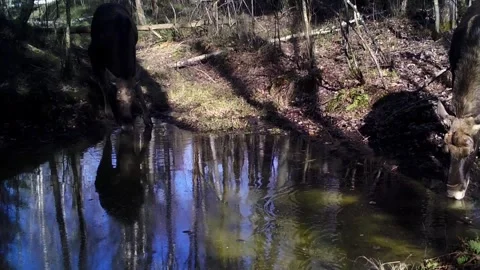 Moose Stock Footage 303604413