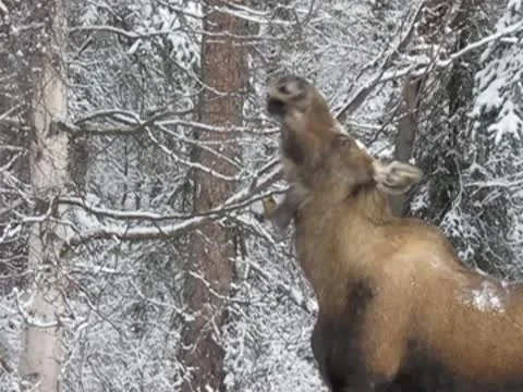 Moose foraging 動画素材 8991203