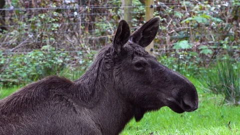 Moose in forest Stock Footage 89402146