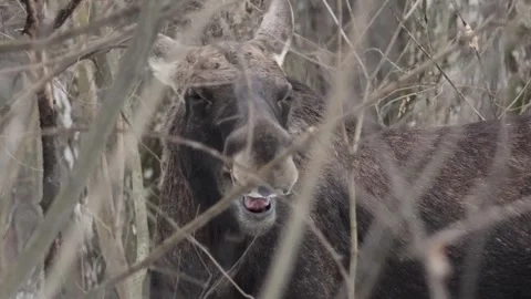 Moose in the forest 스톡 동영상 331883215