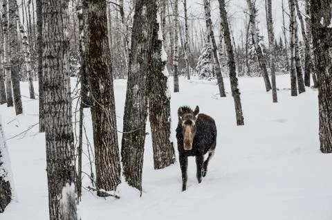 Moose In Forest Stock Photos