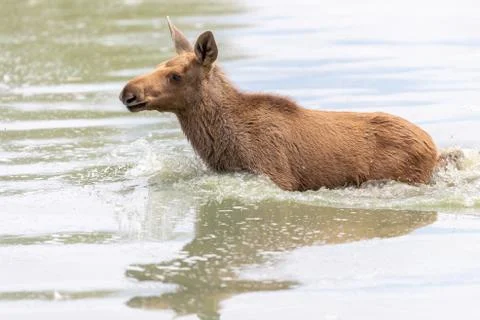 Moose in the forest Stock Photos