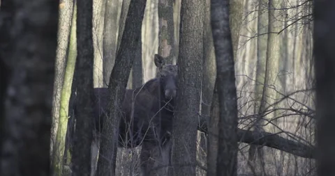 Moose in forest scenery, close, 4K slomo Stock Footage 172589409