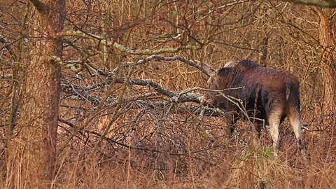 Moose in forest wild animal Stock-Footage 77823927