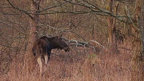 Moose in forest wild animal Video stock 77824350