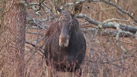 Moose in forest wild animal Stock Footage