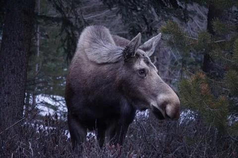 Moose in a Forested Area Stock Photos