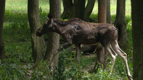 Moose goes through the forest Stock-Footage 91940511