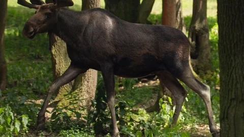 Moose goes through the forest Stock Footage 91940624