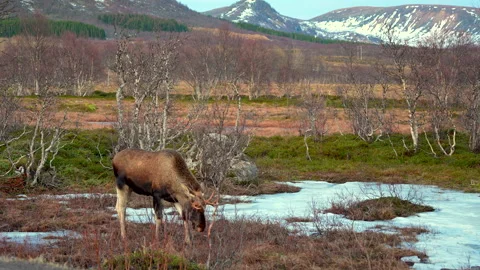 Moose grazing among leafless trees in a small marshy plot of land with snowy Vídeos de archivo 302913359