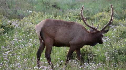 Moose Grazing Stock Footage 32356651