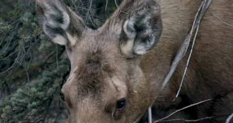 Moose grazing in the forest Stock Footage 145278875