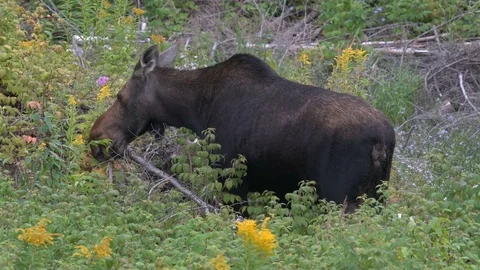 Moose grazing in Parc National de la Gaspsie, Quebec, Canada Stock Footage 82218056